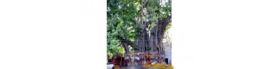 066. திருநைமிசாரண்யம்